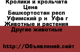 Кролики и крольчата › Цена ­ 150 - Башкортостан респ., Уфимский р-н, Уфа г. Животные и растения » Другие животные   